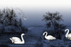 Swan Lake (Nightfall)