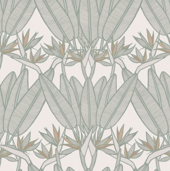 STRELITZIA TROPICAL - RAW