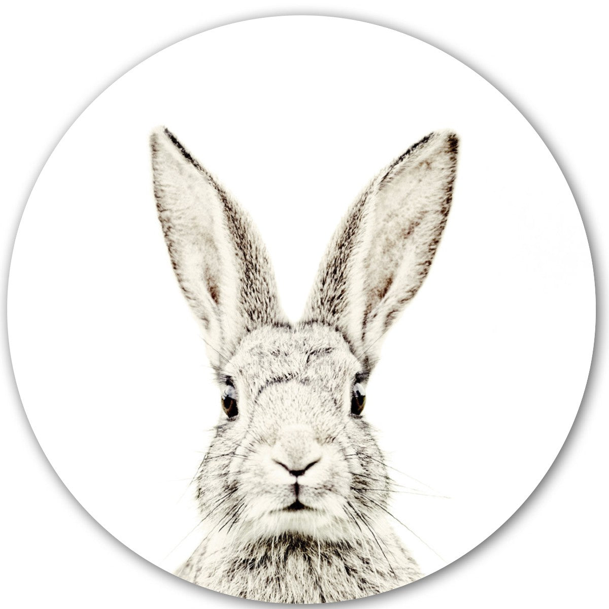 Rabbit / Round Magnetic Sticker – White Mica
