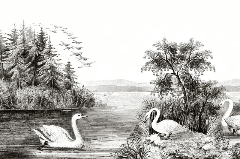 Swan Lake