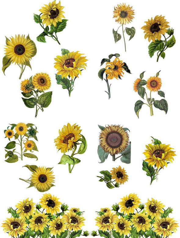Sunflowers Transfer - By Belles & Whistles